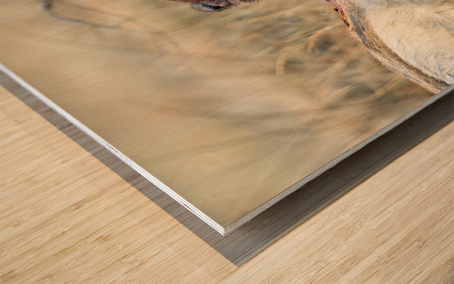 Namibia. Cheetah after a kill in Okonjima Reserve Wood print