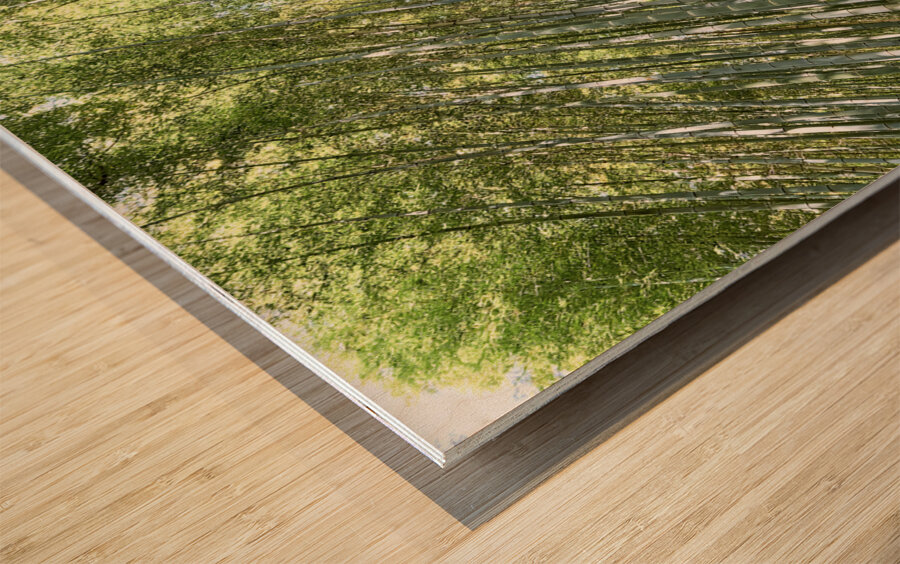 Japan. Kyoto. Arashiyama Bamboo Grove Wood print