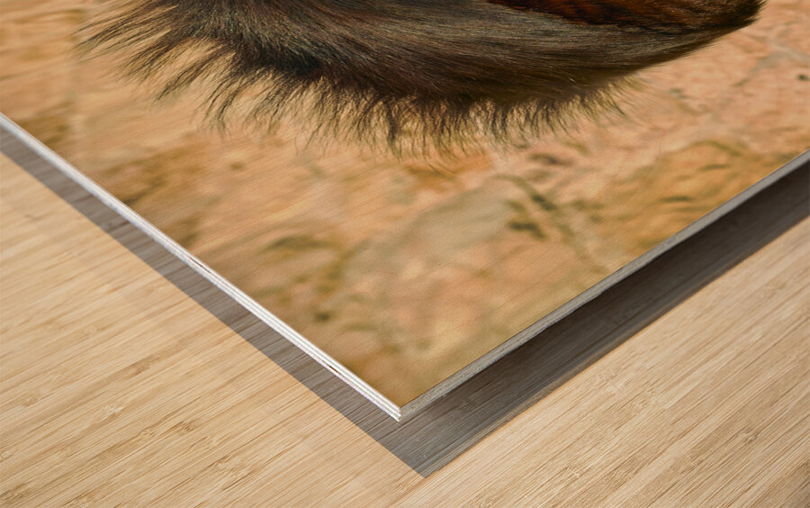 ISRAEL Jerusalem. Orthodox jew Wood print