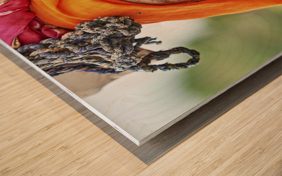 India Rajasthan. Portrait of an old woman Wood print