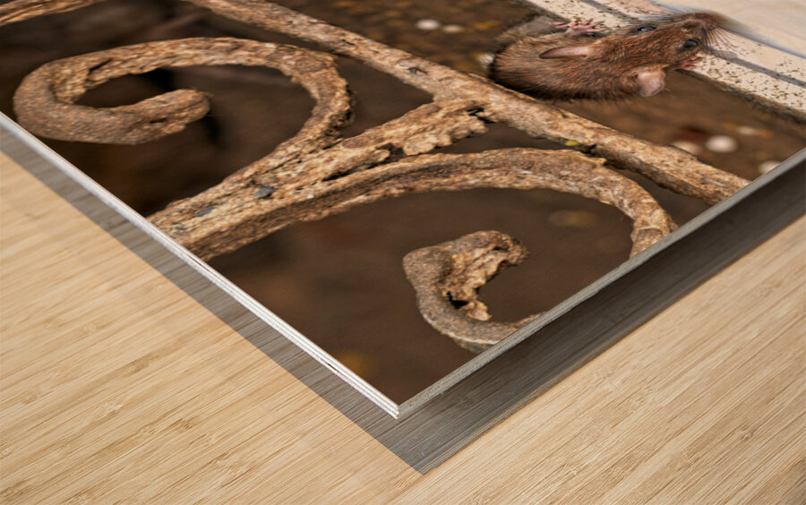 India Rajasthan. Shree Karni Mataj Temple The temple of thousands rats in Deshnok Wood print