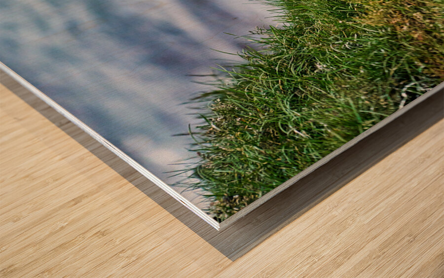 Puffins in Borgarfjörður Eystri reserve sanctuary. Iceland Wood print