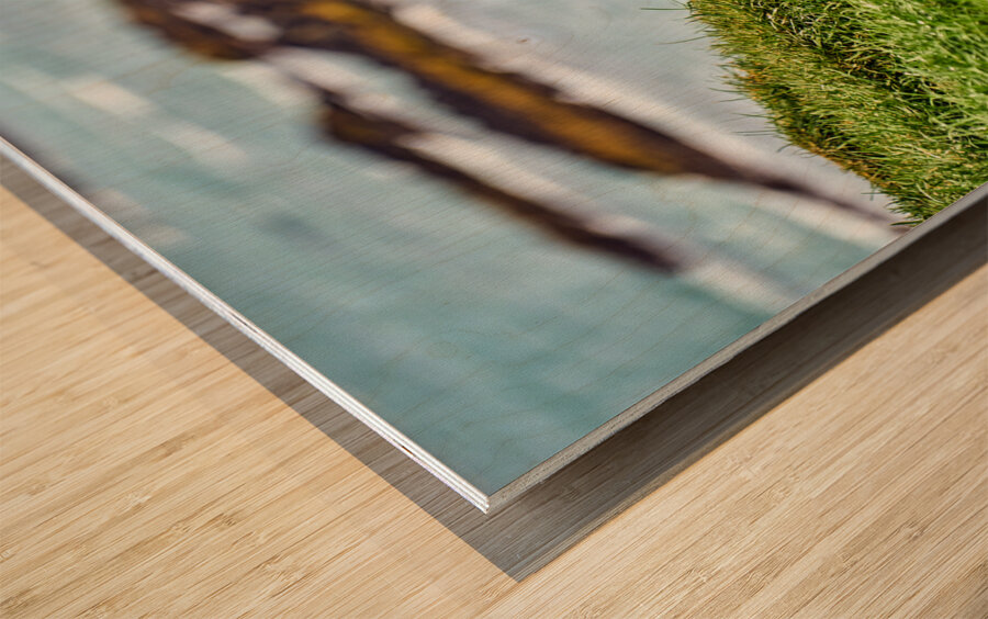 Puffins in Borgarfjörður Eystri reserve sanctuary. Iceland Wood print