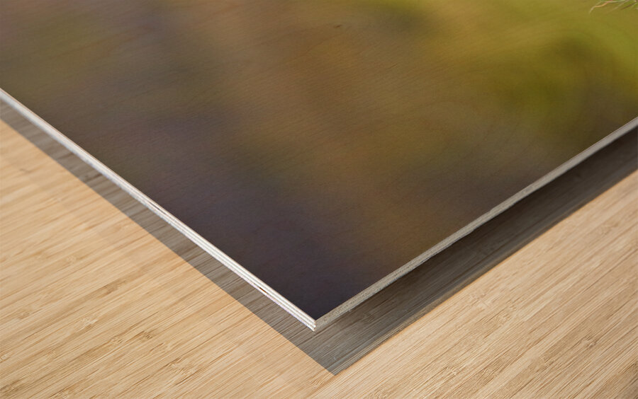 Puffins in Borgarfjörður Eystri reserve sanctuary. Iceland Wood print