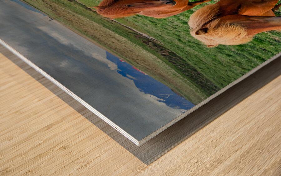 Wild Horses in Iceland Wood print