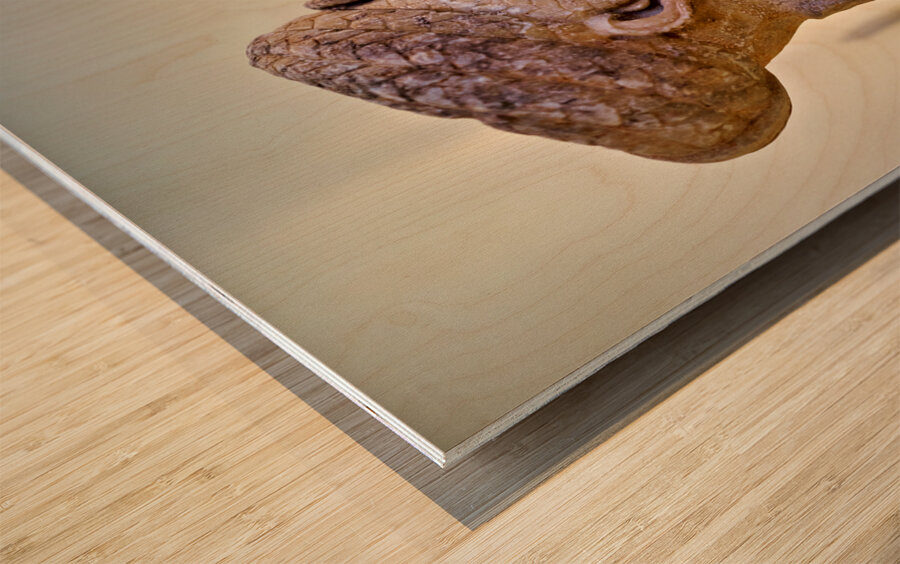 Athens Greece. The National Archaeological Museum Wood print