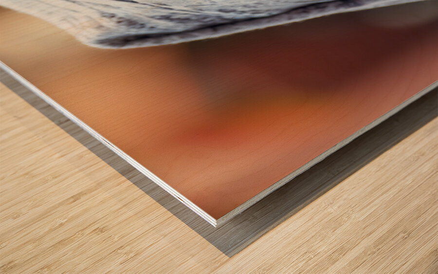 Morocco Marrakesh. Portrait of a veiled moroccan woman Wood print