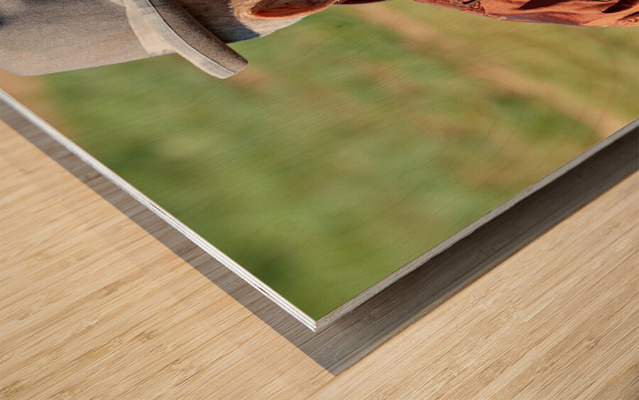 Mongolia. Portrait of an old man Wood print