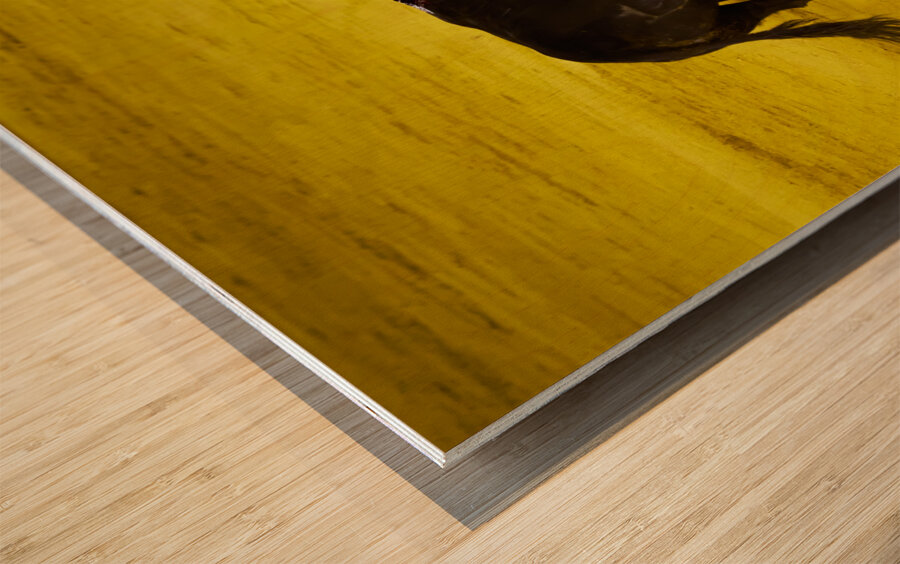 ANDALUSIA SPAIN. Bullfight in Seville Arena Wood print