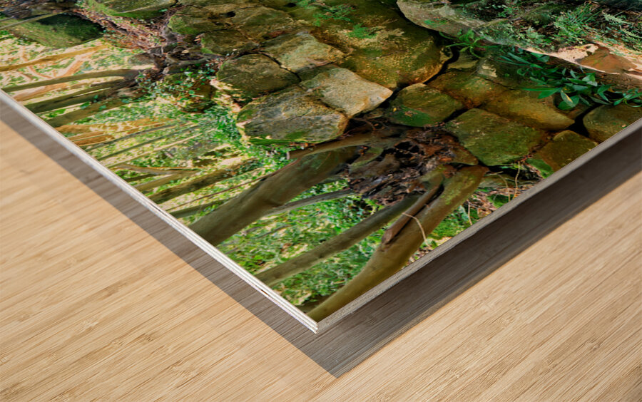 Caserta Campania Italy. The Royal Palace. The bath of Venus Wood print