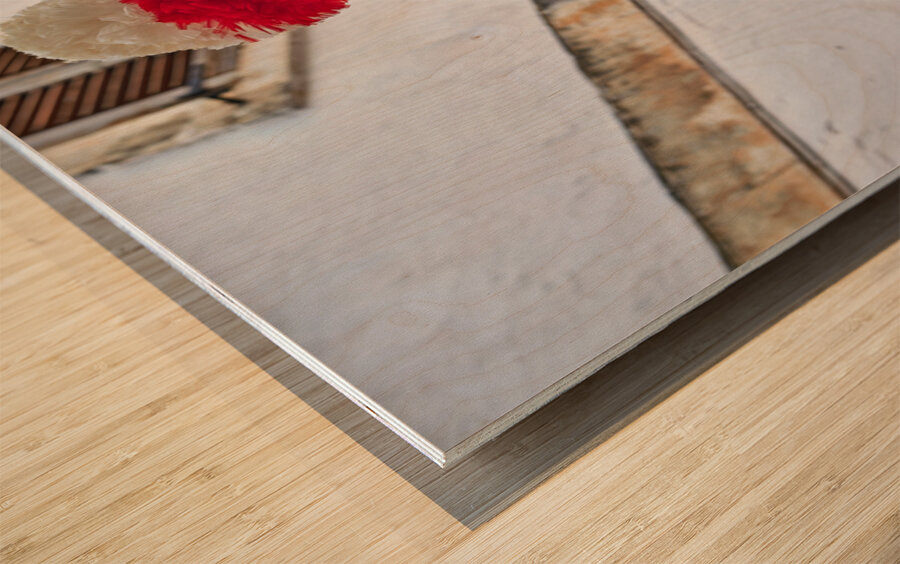 Apulia Puglia Italy. Ostuni. Festival of Saint Orontius. The cavalcata a procession of horses in the streets of the town Wood print
