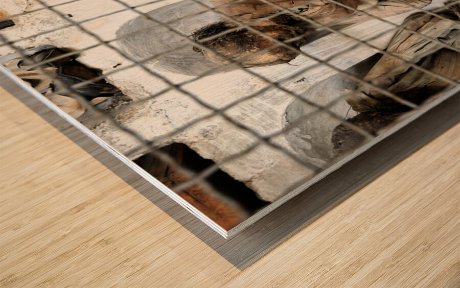 Mummified bodies in Palermo Catacombs. Italy Wood print