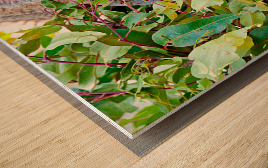 Koala sits on a branch surrounded by eucalyptus leaves. Wood print