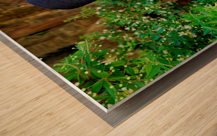 Elderly man with a beard poses near a historical building in a g Wood print