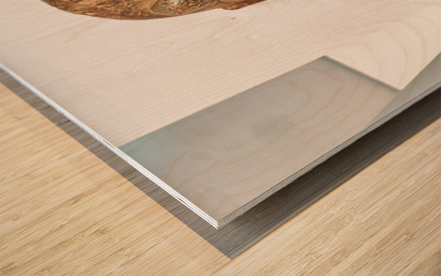 Ancient Japanese mask displayed at Honkan Gallery in Tokyo Wood print