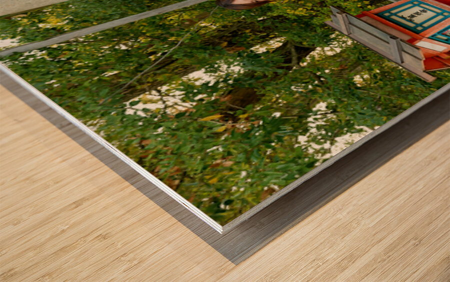 Young women in traditional kimono at Yasaka Shrine in Kyoto Wood print