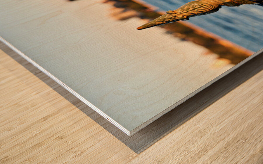 Sydney Opera House seen through a fence Wood print