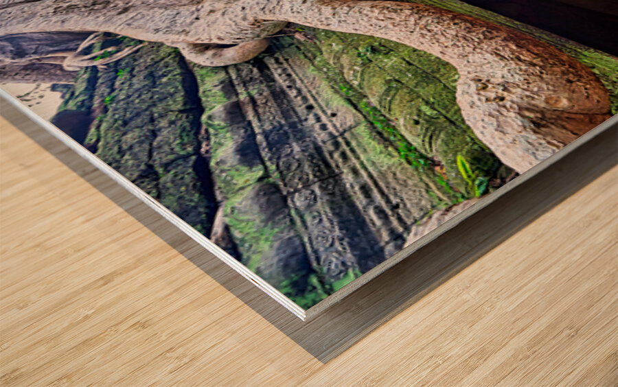 Massive tree roots engulfing ancient moss covered temple ruins. Wood print