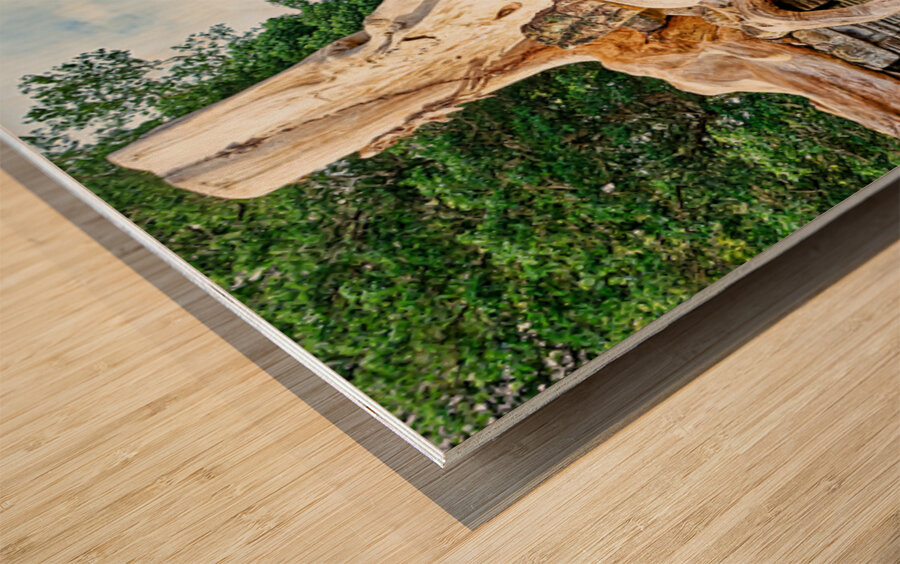 Tree roots engulf ancient temple ruins. Wood print