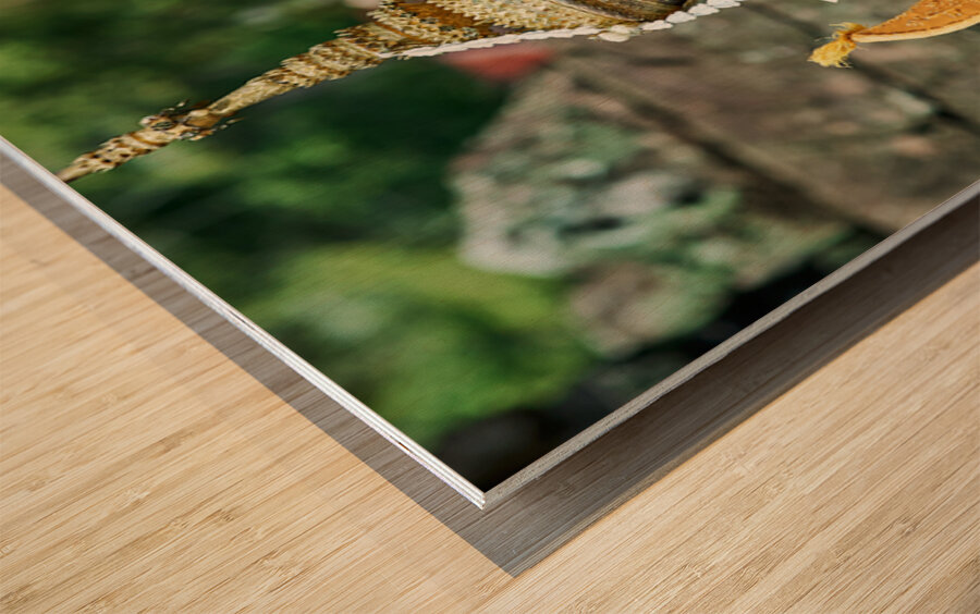 Cambodian dancers in golden attire and elaborate headwear. Wood print