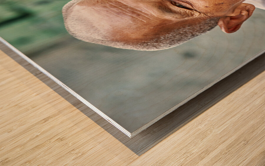 Smiling elderly Asian woman in white robe. Wood print