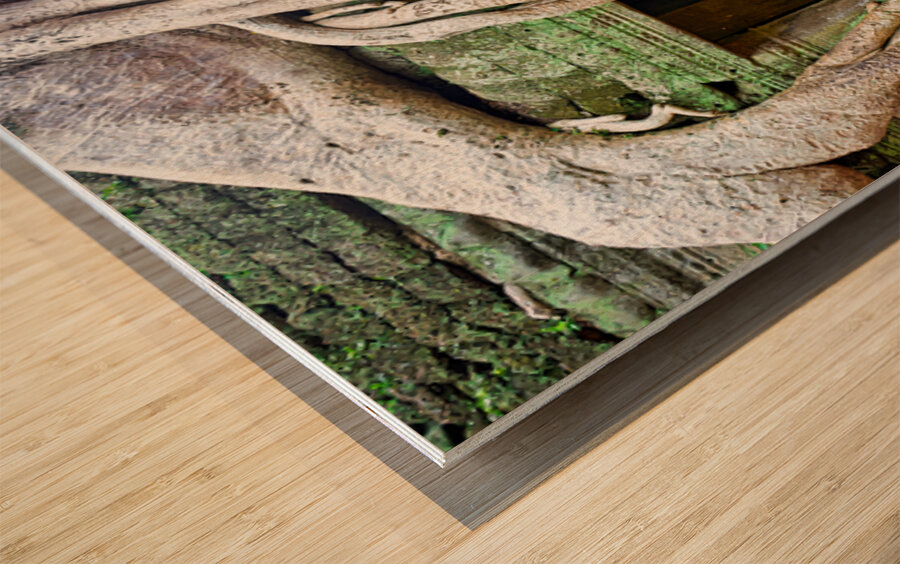 Massive tree roots dominate ancient mossy temple structure. Wood print