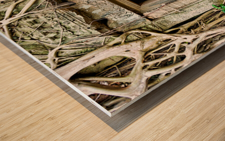 Ancient temple ruins consumed by massive tree roots. Wood print