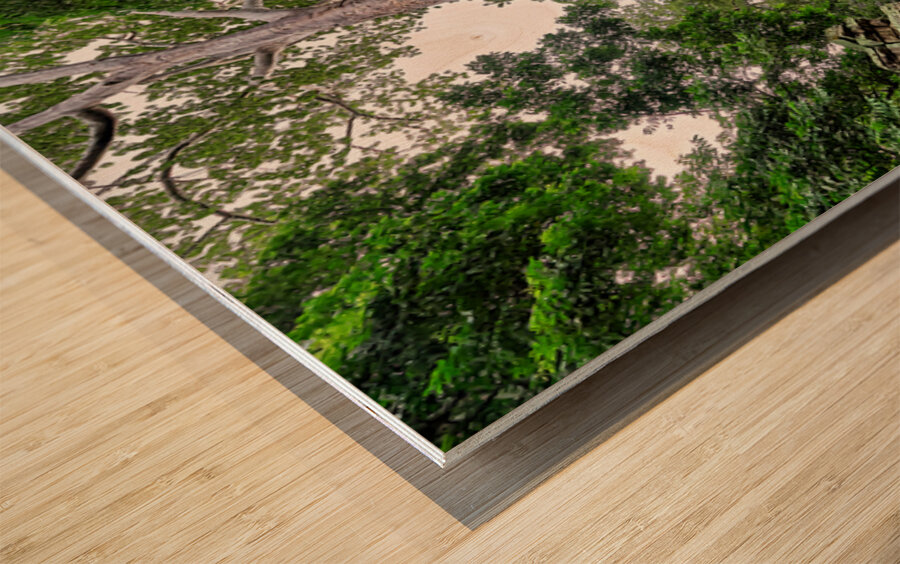 Giant tree roots engulf ancient temple ruins. Wood print