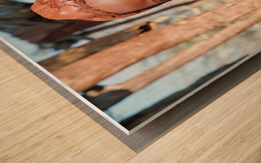 Traditional hair headdress of a woman in Himba village of Namibi Wood print