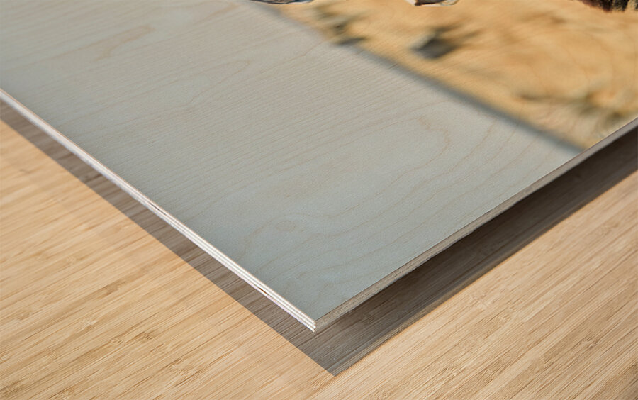 Zebras cuddle together in the wild at Etosha National Park in Na Wood print