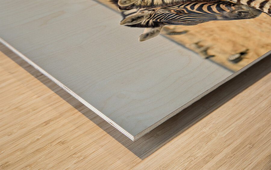 Zebras cuddle together in Etosha National Park in Namibia Wood print