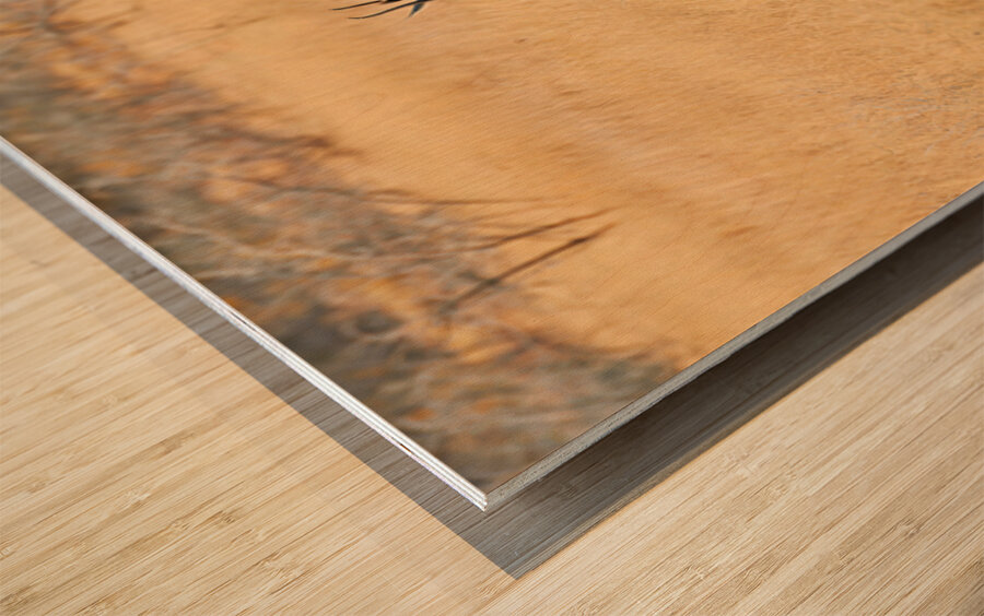 Springbok gazelle antelope walking in Etosha National Park Namib Wood print