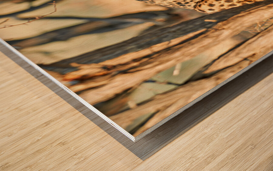 Cheetah feeding on its kill in Okonjima Reserve Namibia Wood print