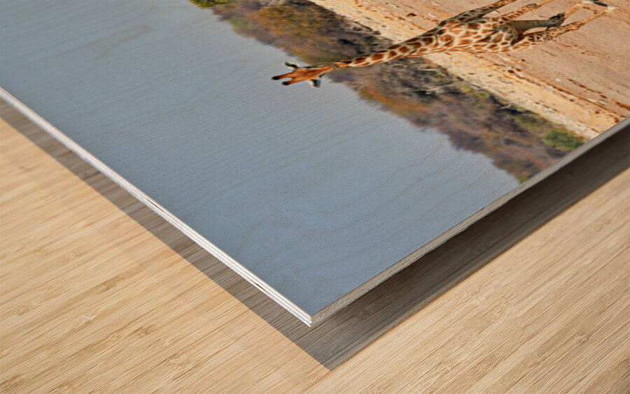 Giraffe and zebras drink water together at a waterhole in Namibi Wood print