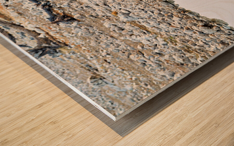 Giraffe drinks water at a waterhole in Etosha National Park Nam Wood print