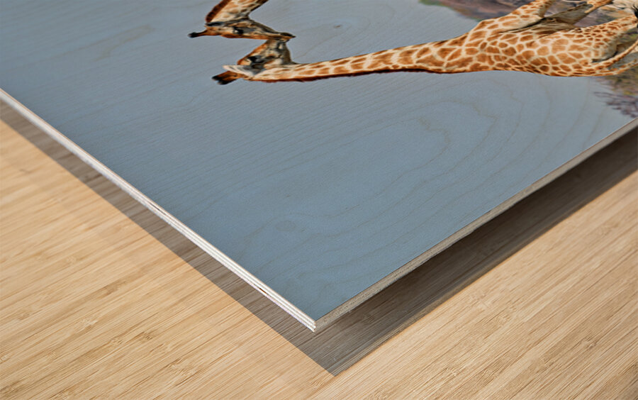 Giraffes cuddling in Etosha National Park in Namibia Wood print