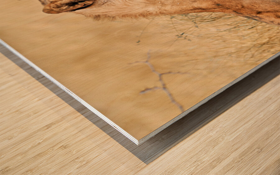Lion resting in Etosha National Park Namibia during the day Wood print