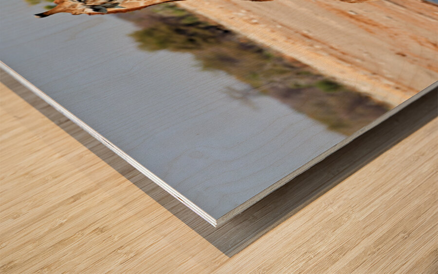 Giraffe drinks water at a waterhole in Etosha National Park Nami Wood print
