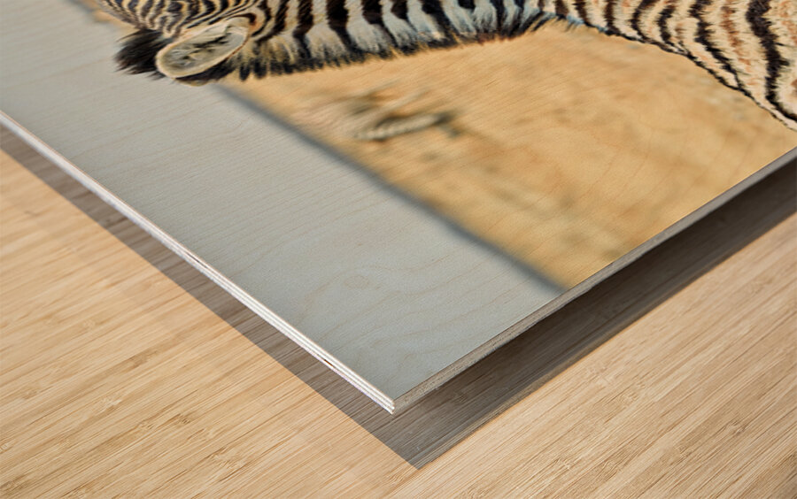 Zebras cuddle in Etosha National Park in Namibia during daylight Wood print
