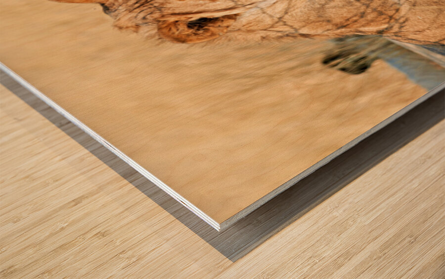 Lion resting in Etosha National Park Namibia during daylight ho Wood print