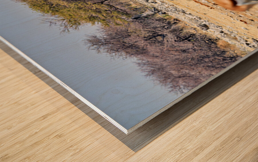 Giraffes and springboks in Etosha National Park Namibia Wood print