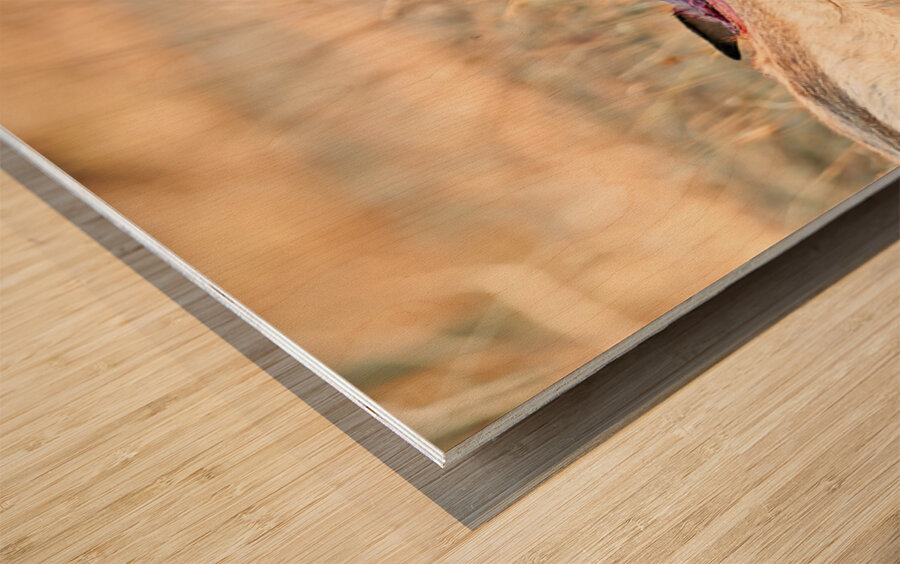 Cheetah feeding on prey in Okonjima Reserve Namibia Wood print