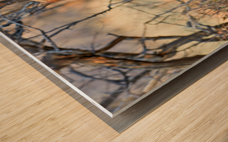 Cheetah feeds on prey in okonjima reserve in namibia Wood print