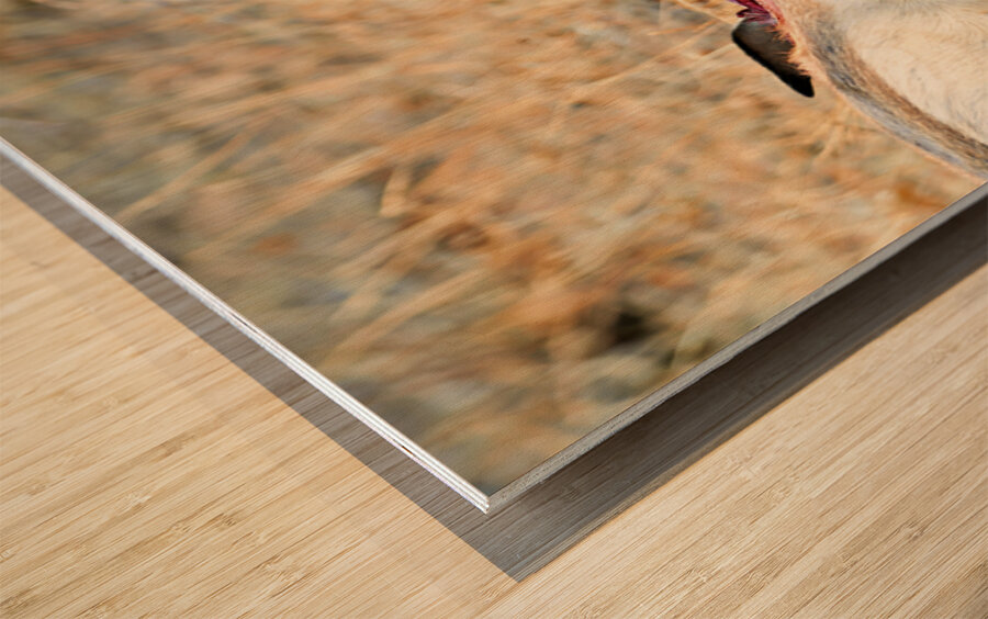 Cheetah feeding on its kill in Okonjima Reserve Namibia Wood print