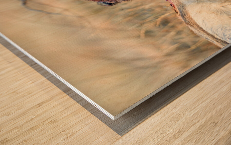 Cheetah feeding on prey in Okonjima Reserve in Namibia Wood print