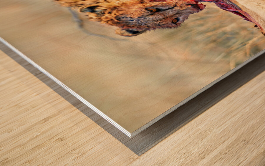 Cheetah feeding on prey in Okonjima Reserve Namibia Wood print