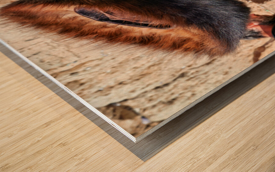 Orthodox Jews praying at the Wailing Wall in Jerusalem Israel Wood print