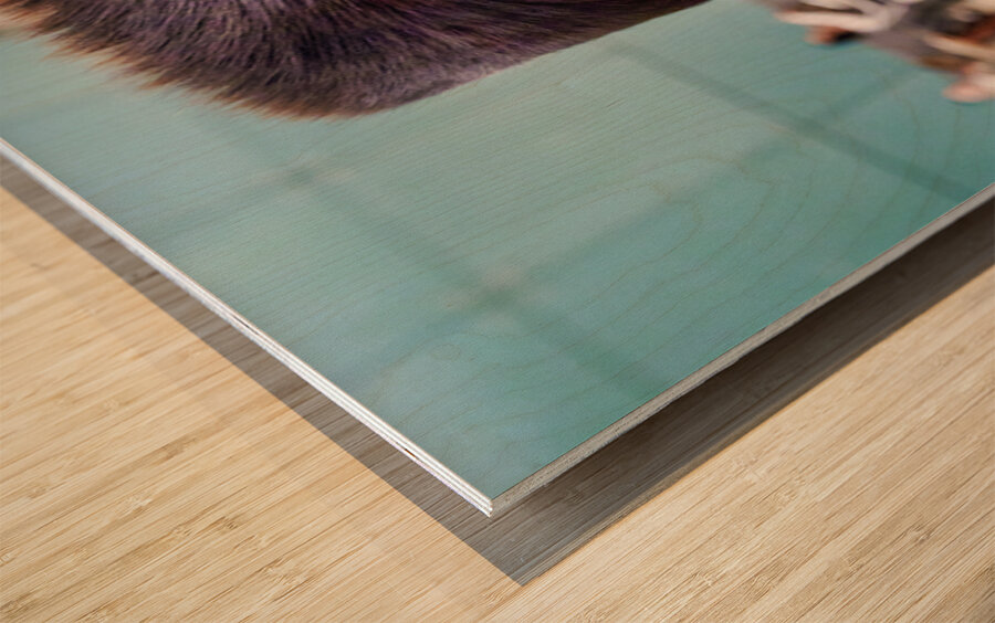 Jewish men study in Jerusalem at the Western Wall Wood print