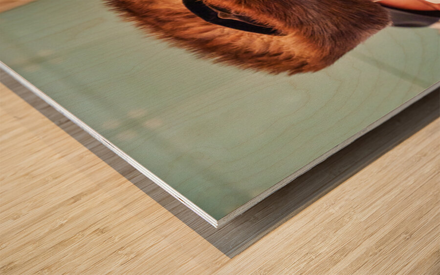 Orthodox Jews pray and read at the Wailing Wall in Jerusalem Wood print