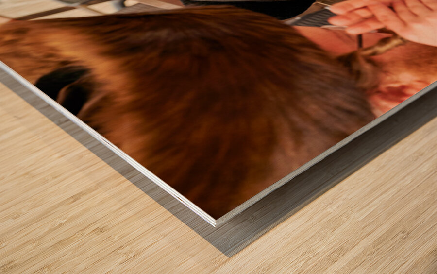 Orthodox Jews pray at the Wailing Wall in Jerusalem Israel Wood print